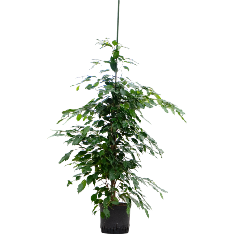 Ficus benjamina 'Danita'