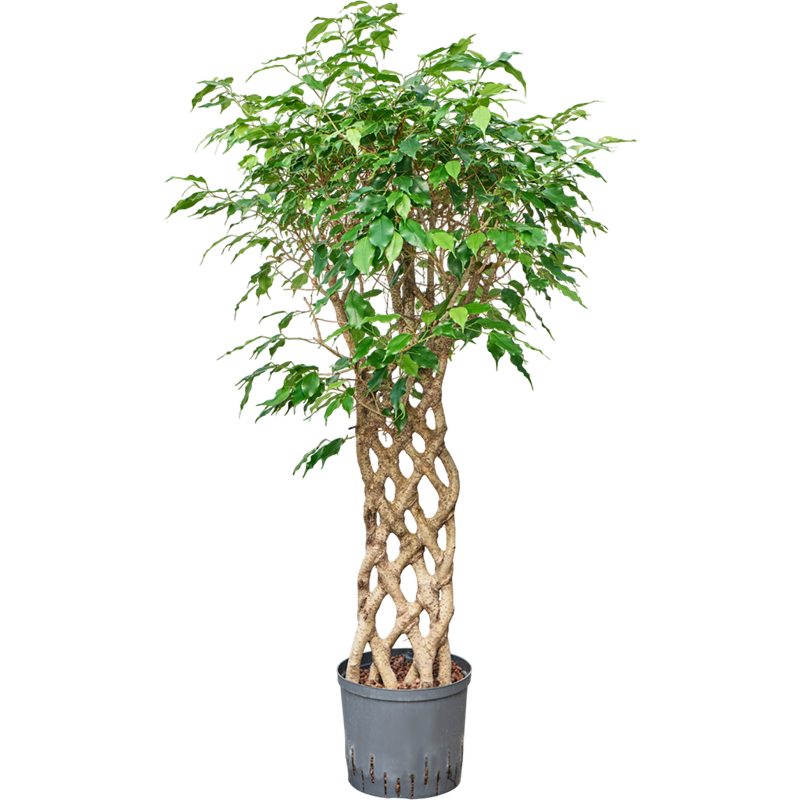 Ficus benjamina 'Exotica'