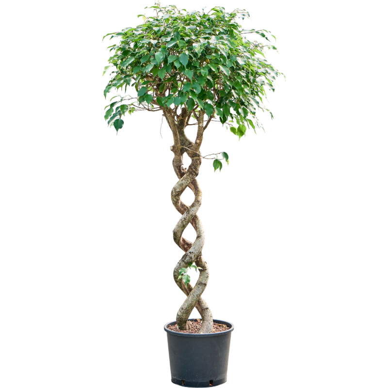Ficus benjamina 'Exotica'