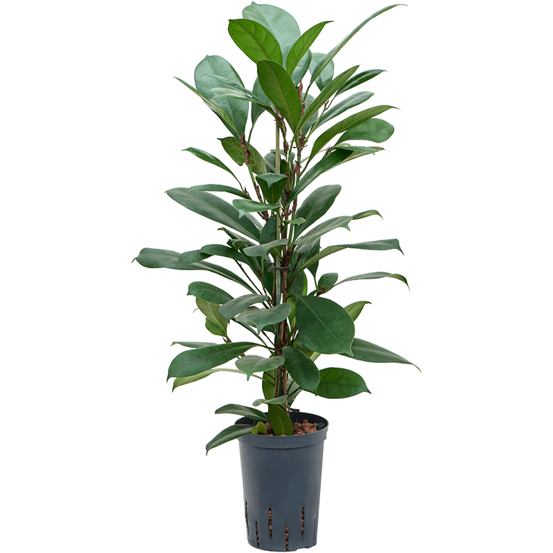 Ficus cyathistipula