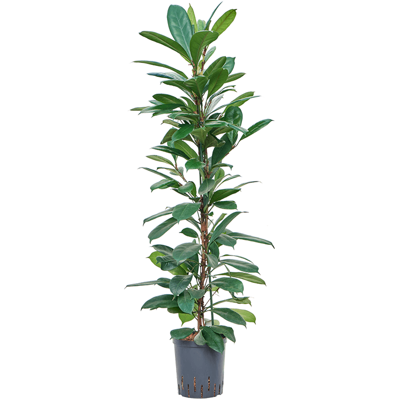 Ficus cyathistipula
