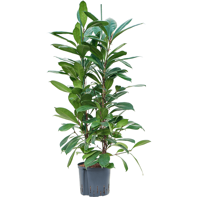 Ficus cyathistipula