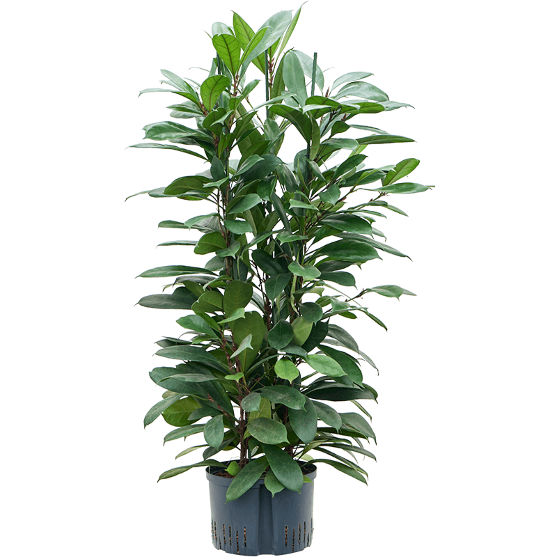 Ficus cyathistipula