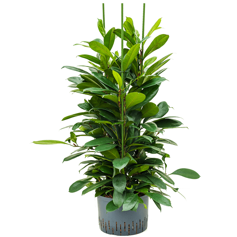 Ficus cyathistipula