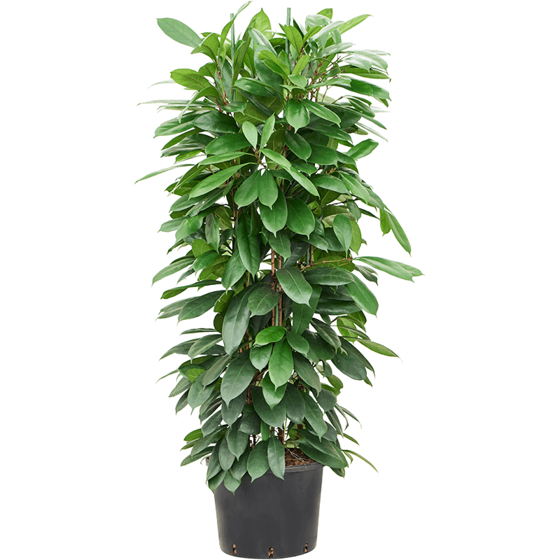 Ficus cyathistipula