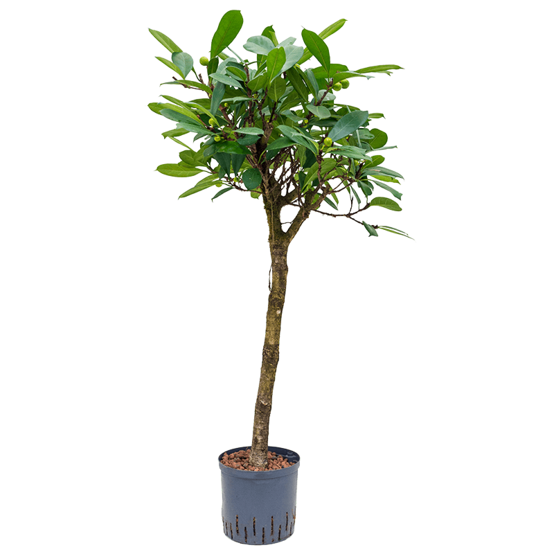 Ficus cyathistipula