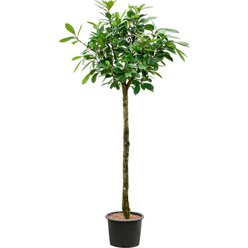 Ficus cyathistipula
