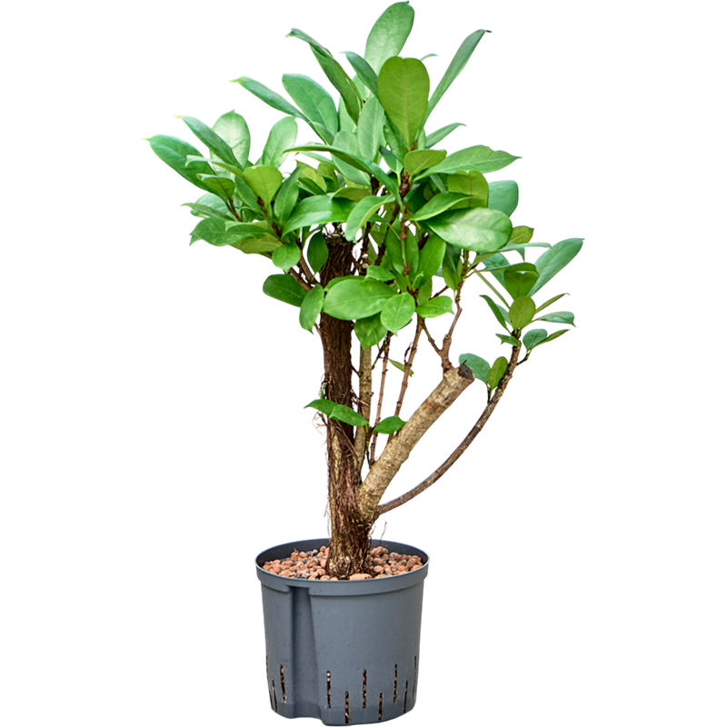 Ficus cyathistipula
