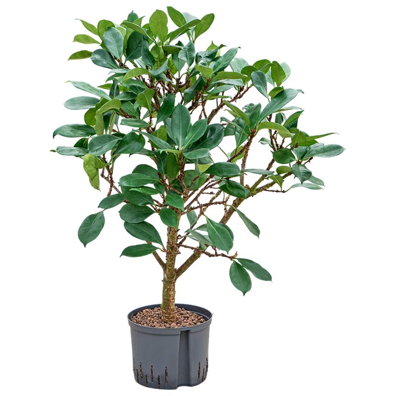 Ficus cyathistipula