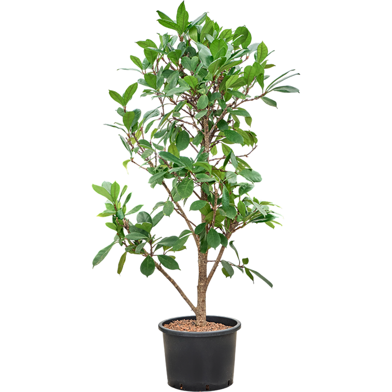 Ficus cyathistipula
