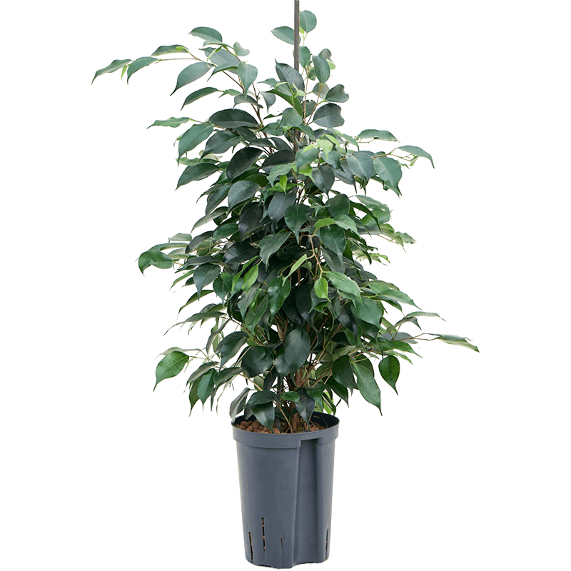 Ficus benjamina 'Danielle'