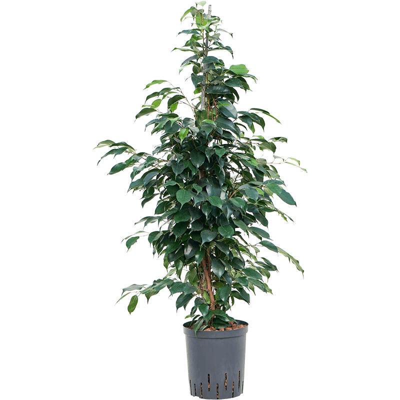 Ficus benjamina 'Danielle'