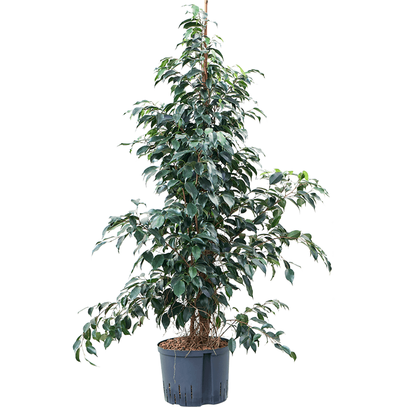 Ficus benjamina 'Danielle'