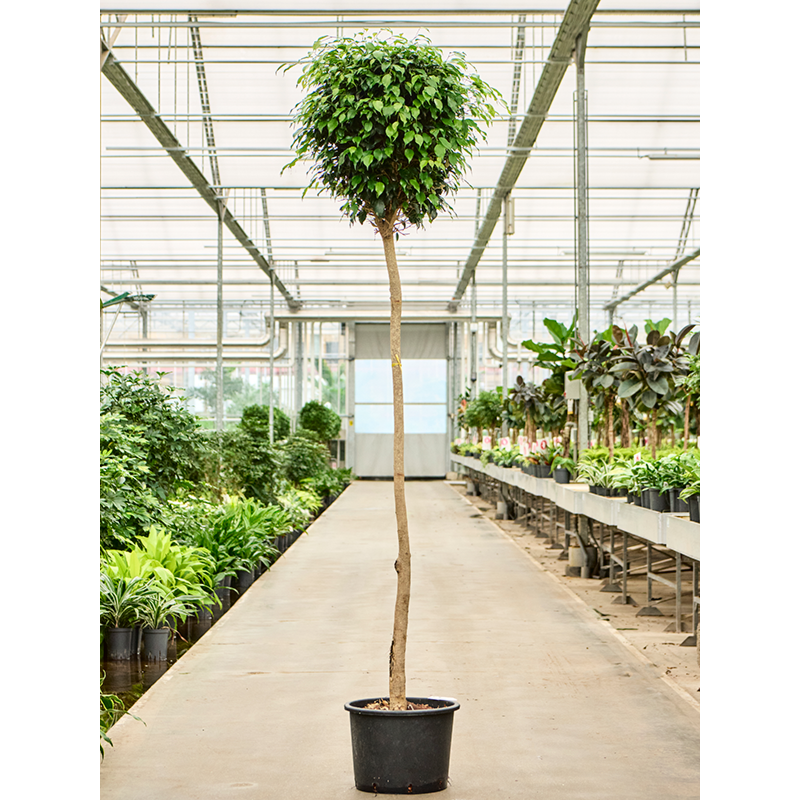 Ficus benjamina 'Danielle'