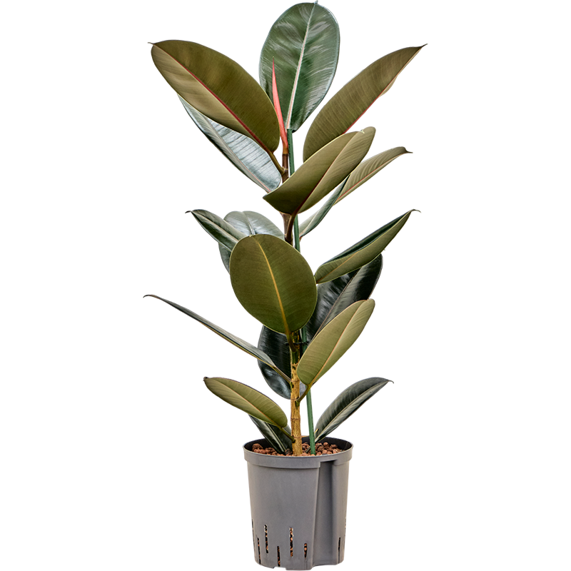 Ficus elastica 'Abidjan'