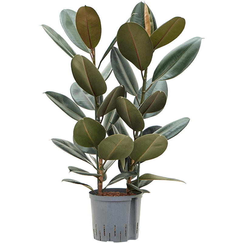 Ficus elastica 'Abidjan'