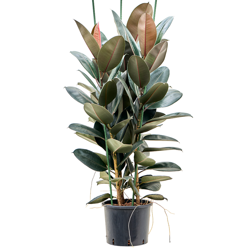 Ficus elastica 'Abidjan'