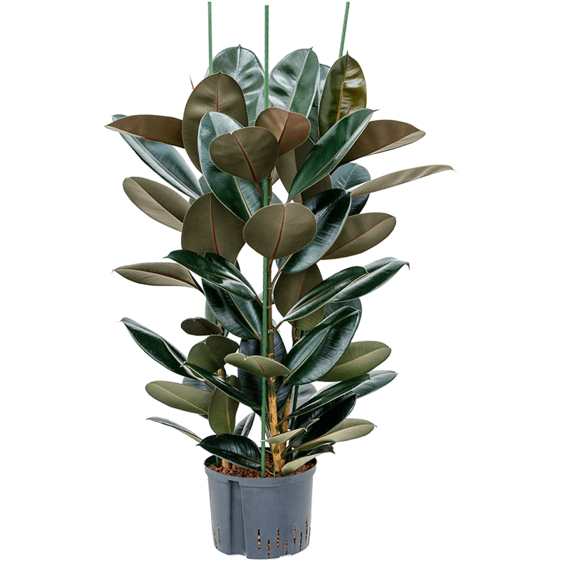 Ficus elastica 'Abidjan'