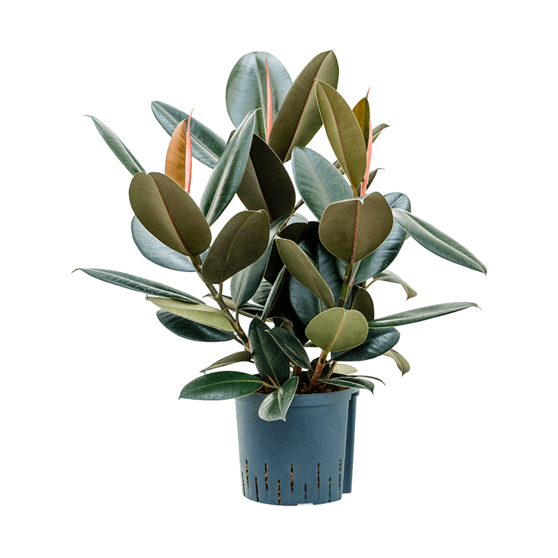 Ficus elastica 'Abidjan'