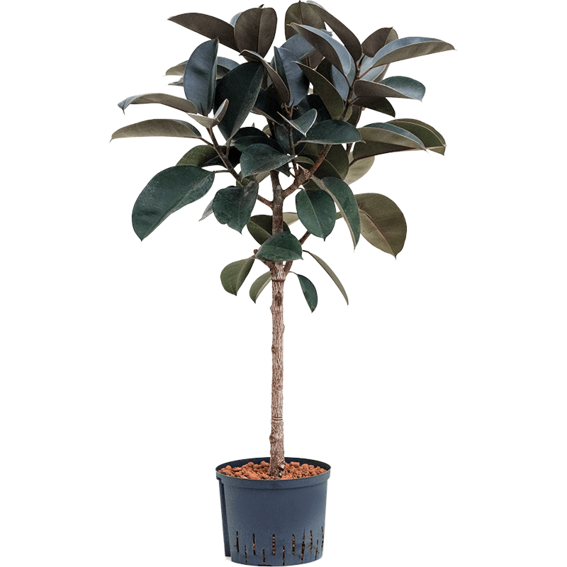 Ficus elastica 'Abidjan'