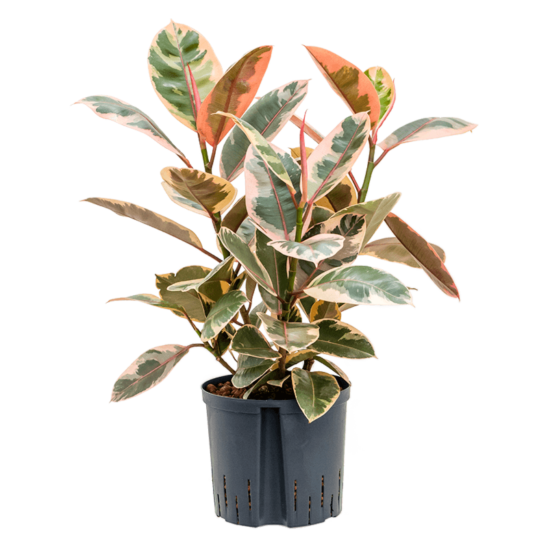 Ficus elastica 'Belize'