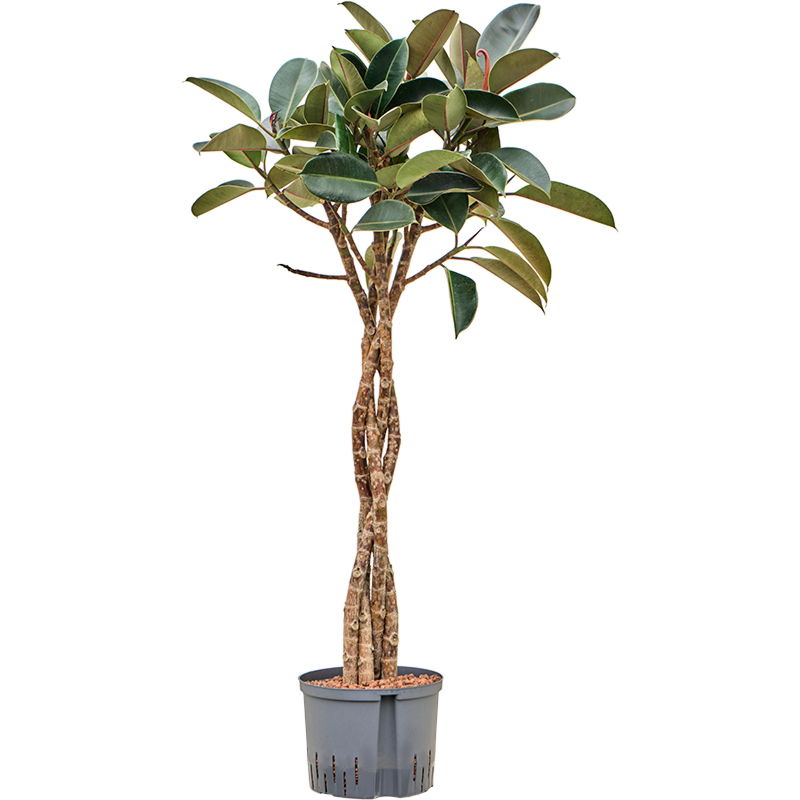 Ficus elastica 'Burgundy'