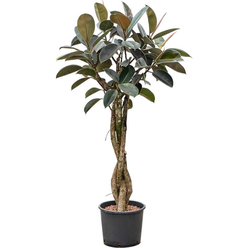 Ficus elastica 'Burgundy'