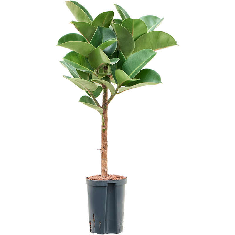 Ficus elastica 'Cloe'