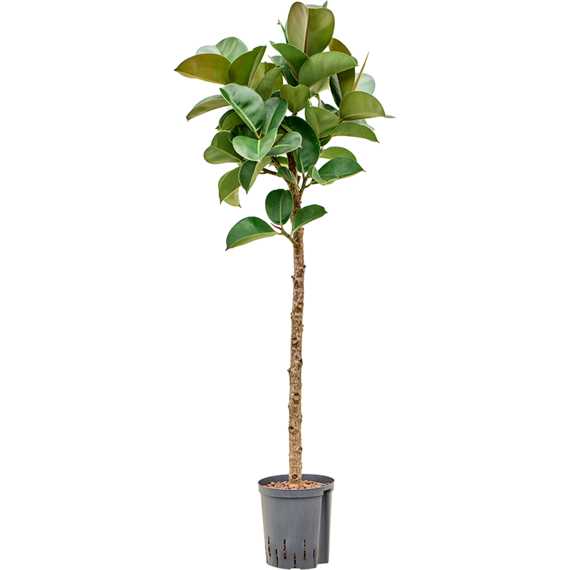 Ficus elastica 'Cloe'