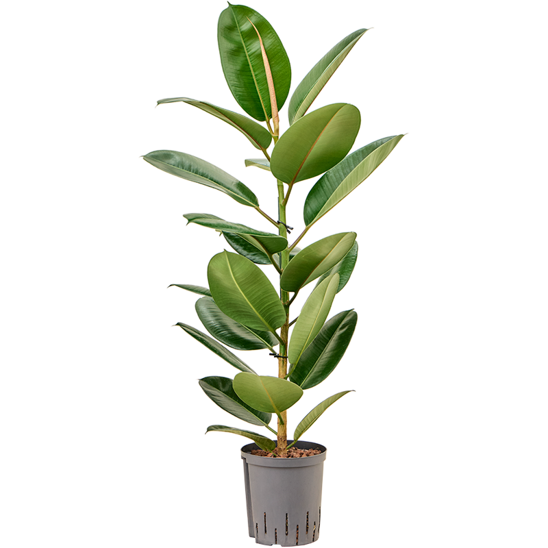 Ficus elastica 'Robusta'