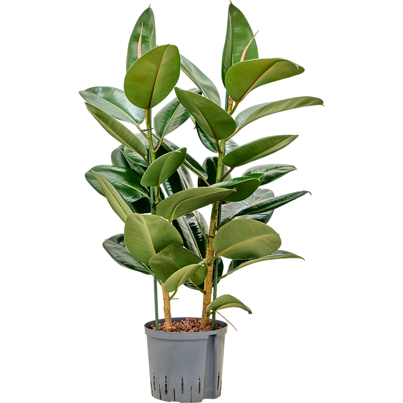 Ficus elastica 'Robusta'