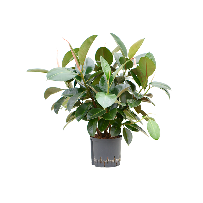 Ficus elastica 'Robusta'