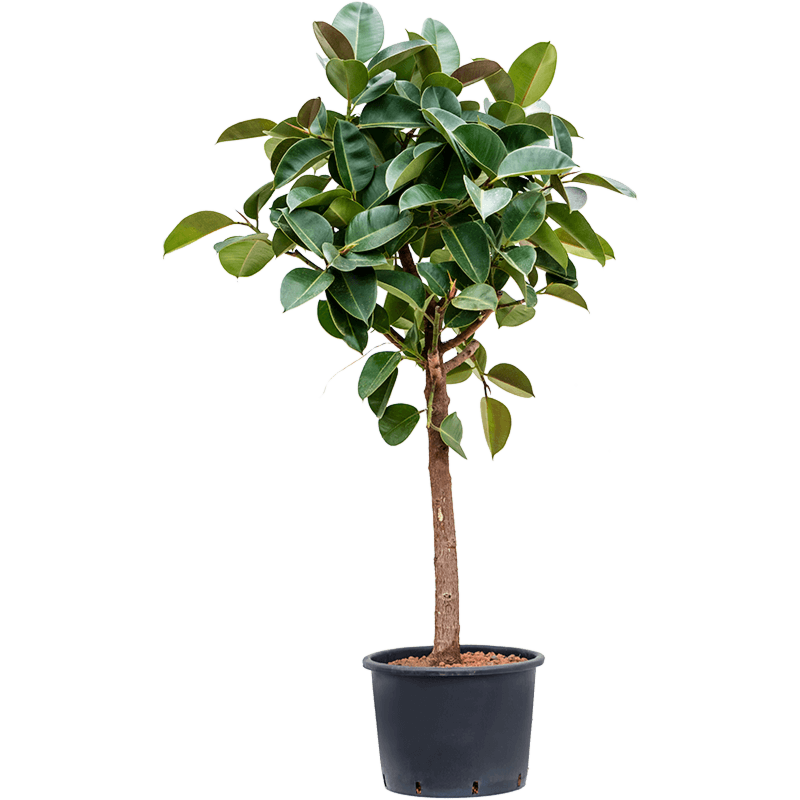 Ficus elastica 'Robusta'
