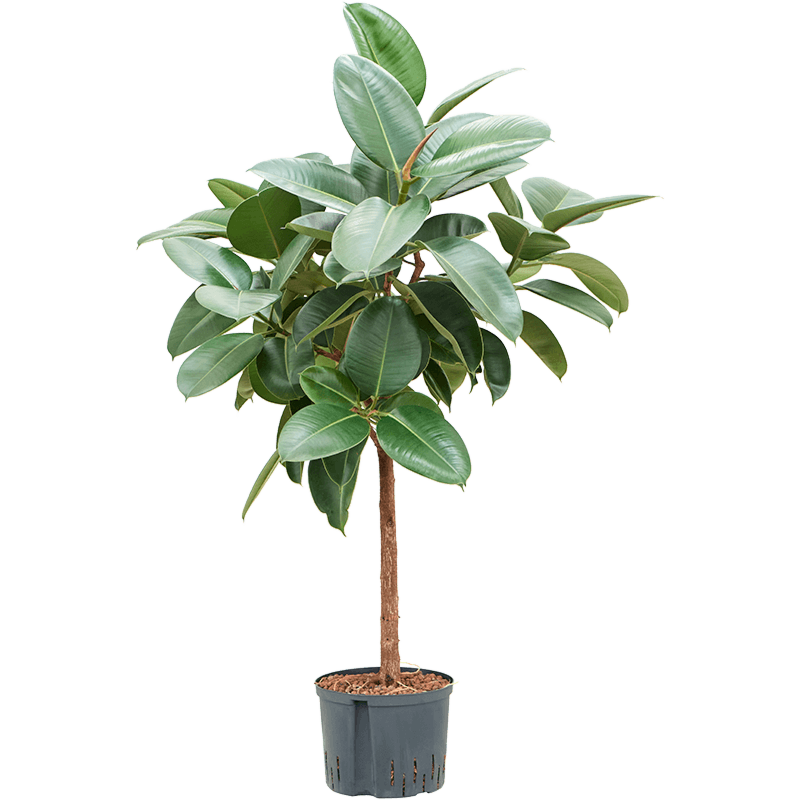 Ficus elastica 'Robusta'
