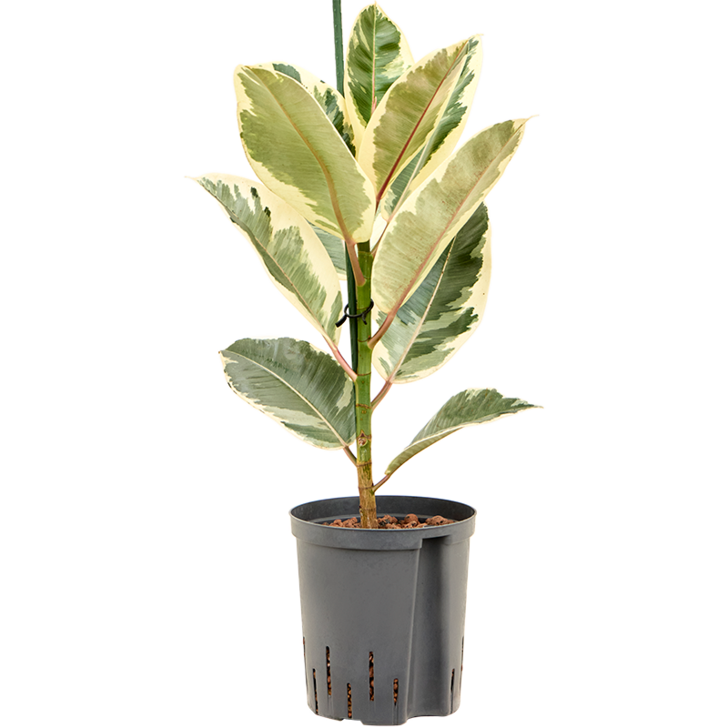 Ficus elastica 'Tineke'