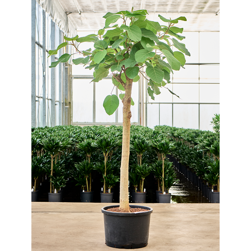 Ficus auriculata 'Everest'