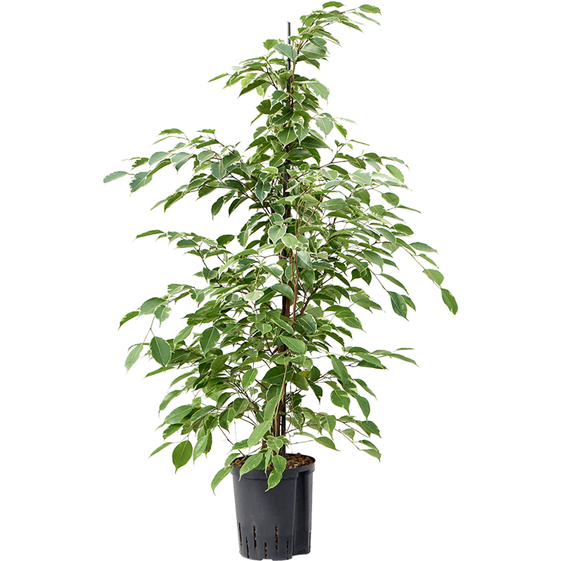 Ficus benjamina 'Golden king'