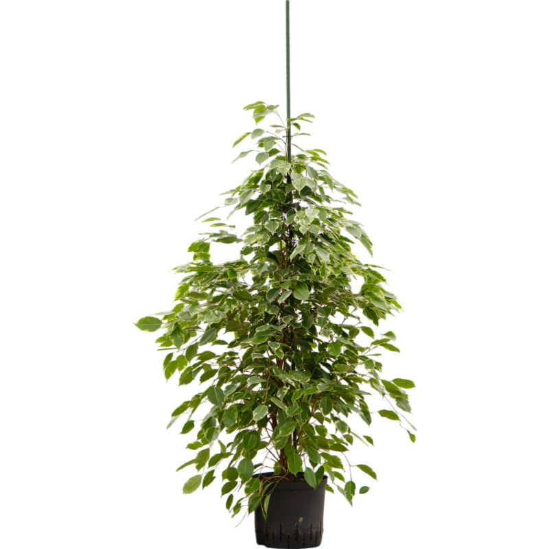 Ficus benjamina 'Golden king'