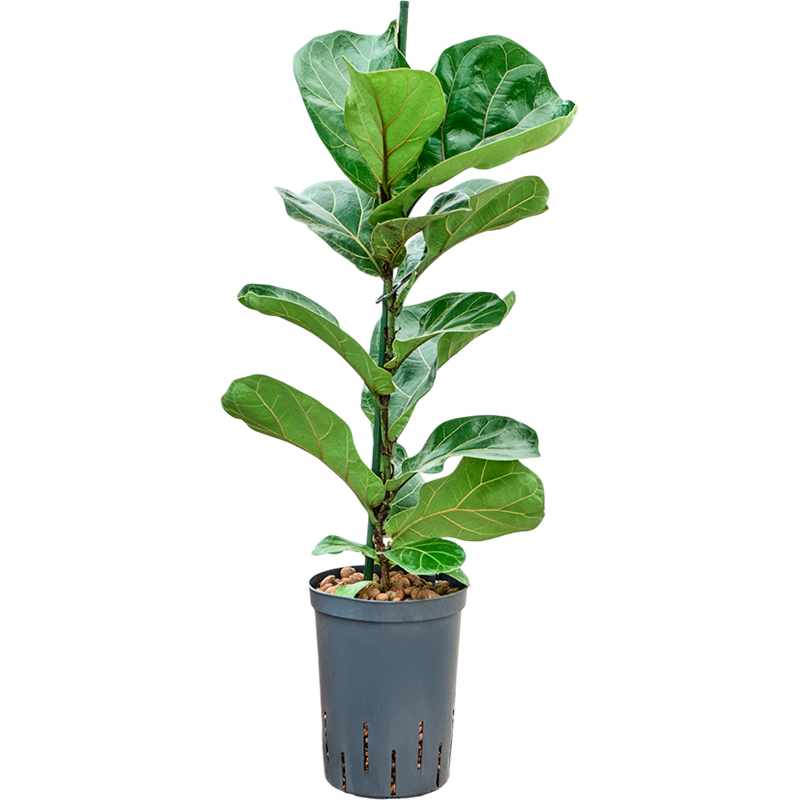 Ficus lyrata 'Bambino'