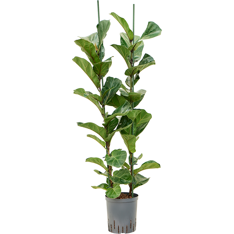 Ficus lyrata 'Bambino'