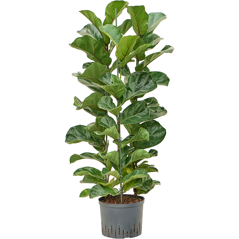Ficus lyrata 'Bambino'