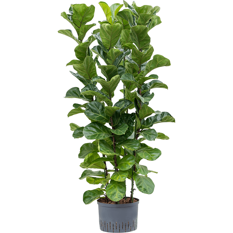 Ficus lyrata 'Bambino'