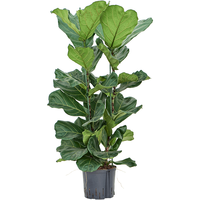 Ficus lyrata