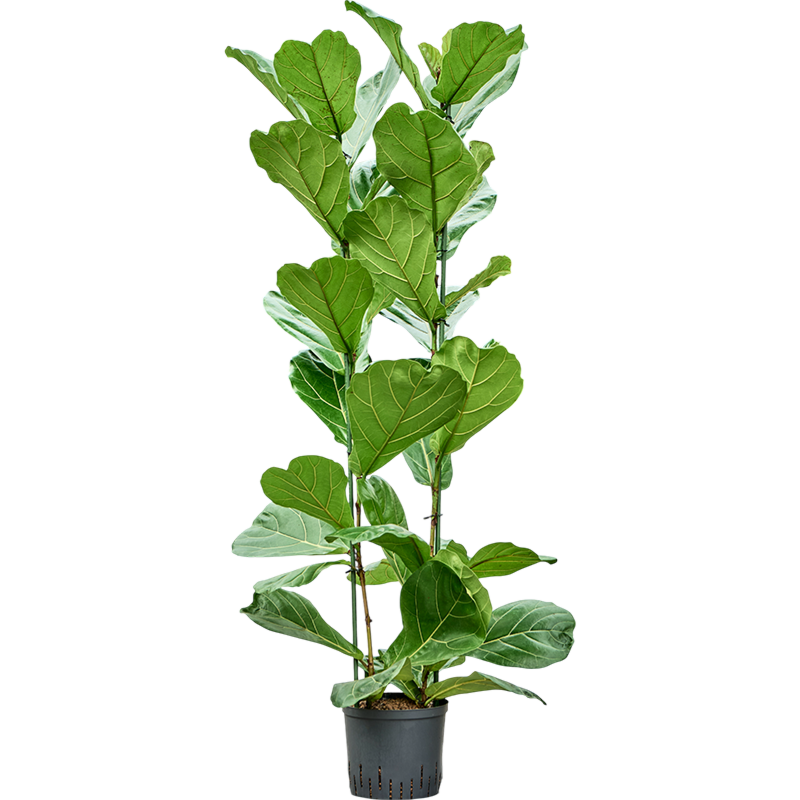 Ficus lyrata