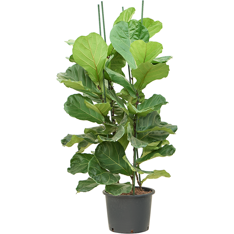 Ficus lyrata