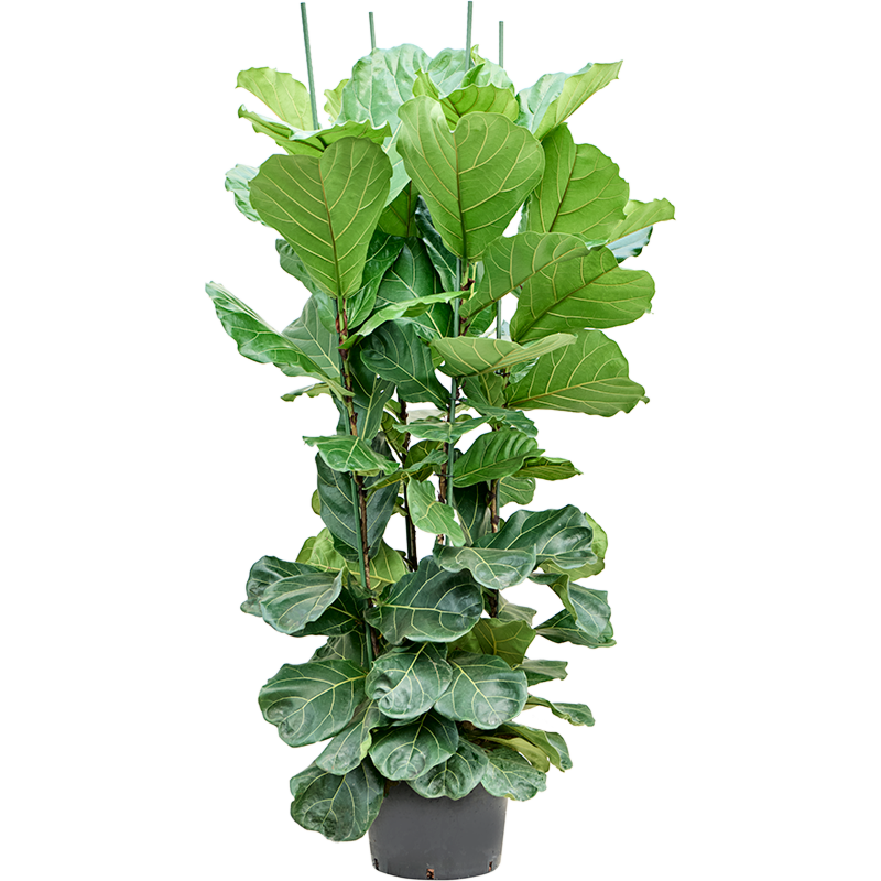 Ficus lyrata