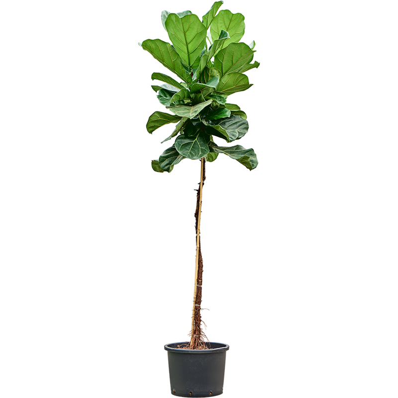 Ficus lyrata