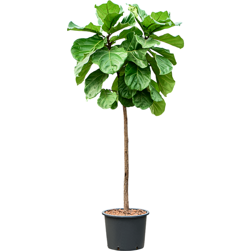 Ficus lyrata