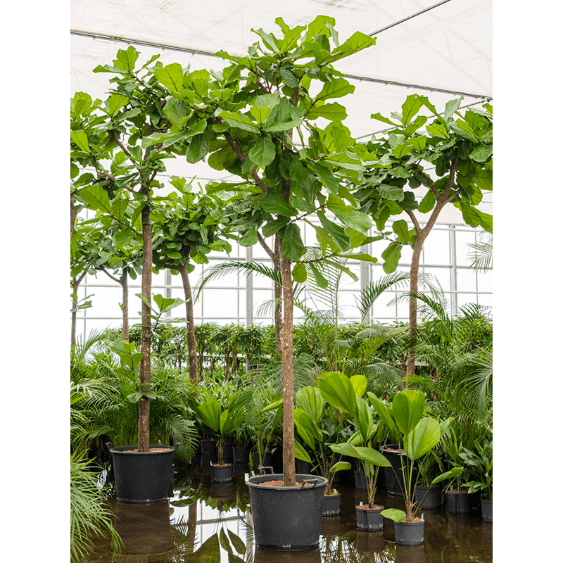 Ficus lyrata