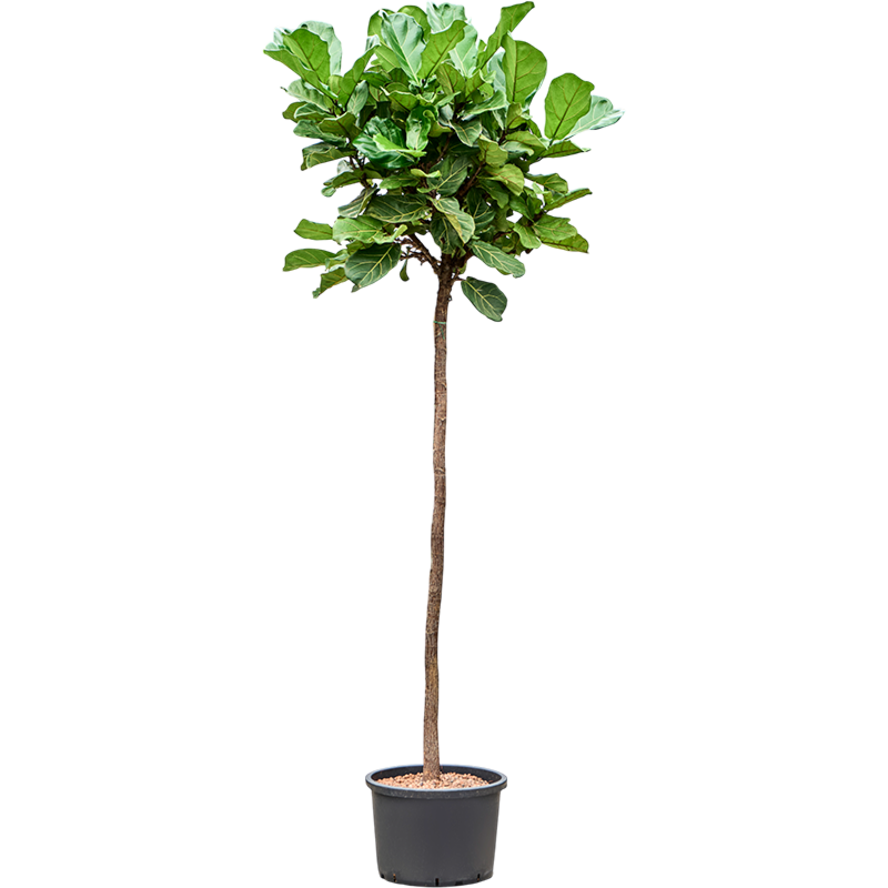 Ficus lyrata
